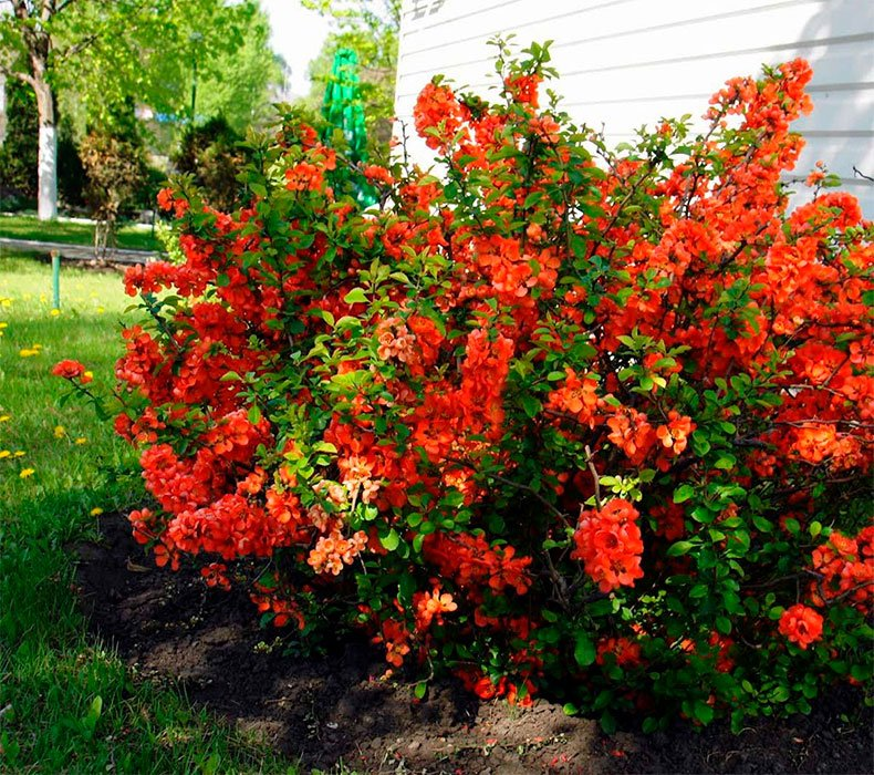 Превью изображения