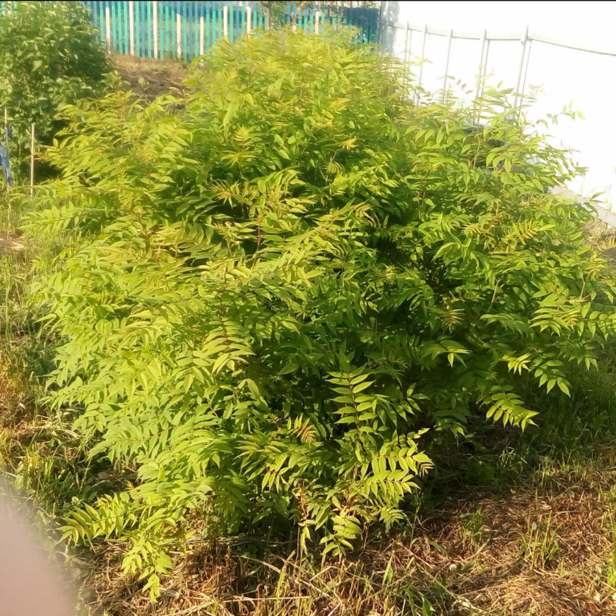 Превью изображения