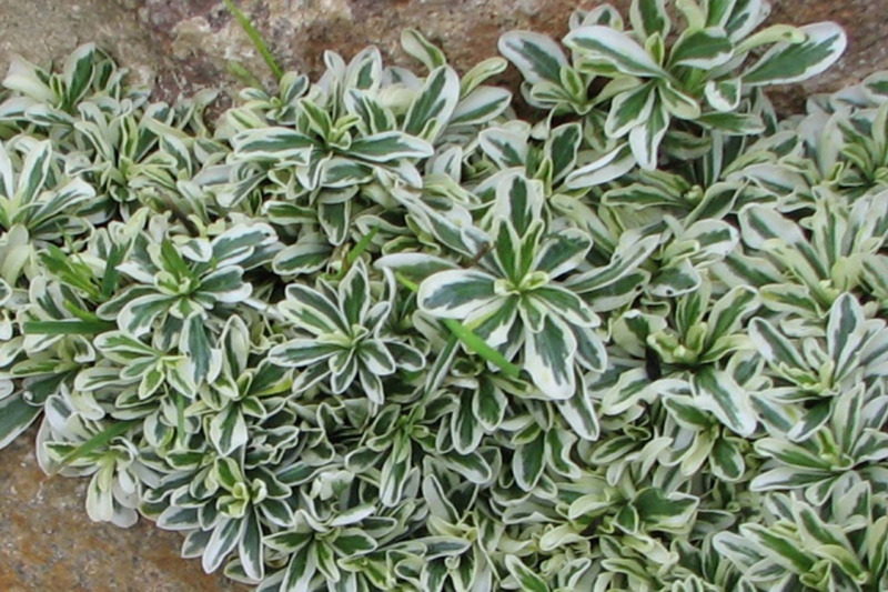 Превью изображения