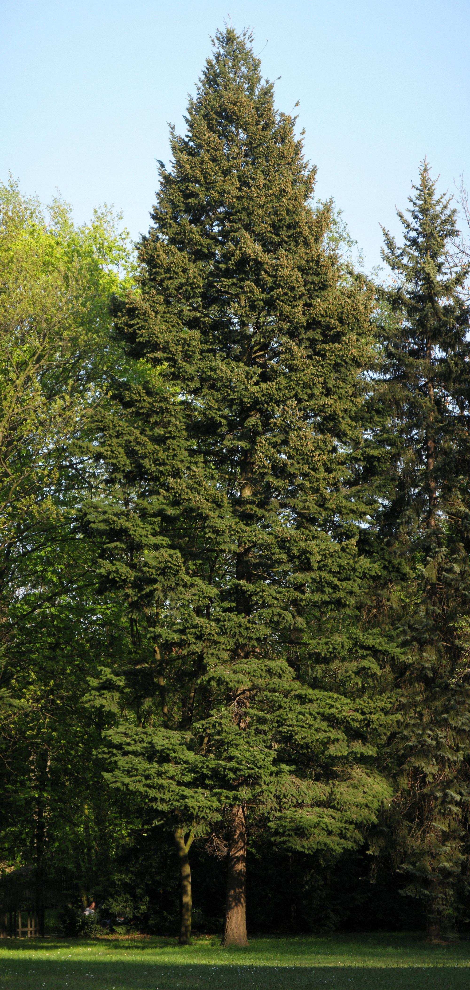 Превью изображения