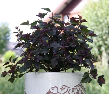 Превью изображения