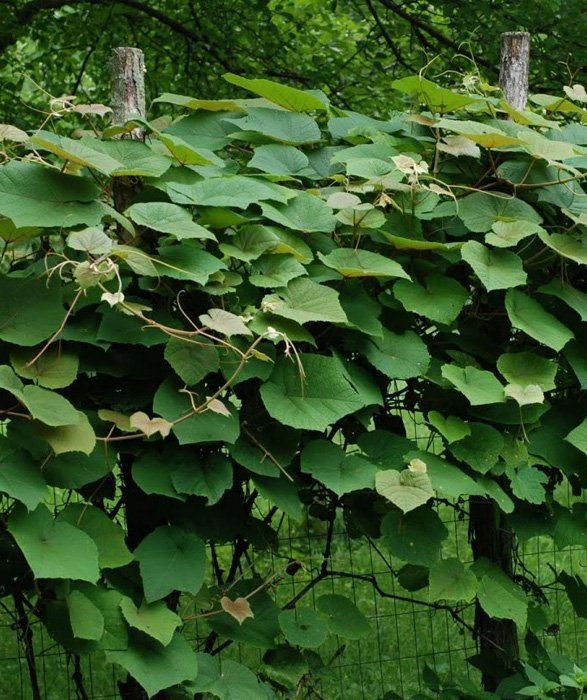 Превью изображения