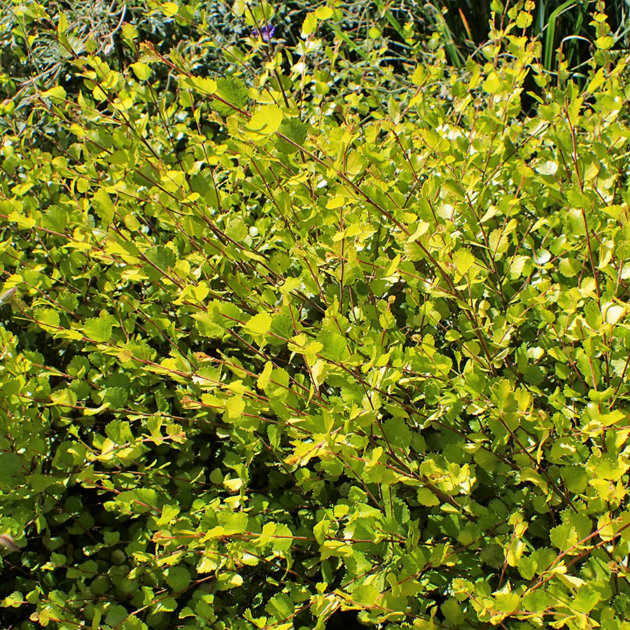 Превью изображения