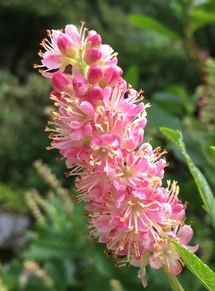 Превью изображения