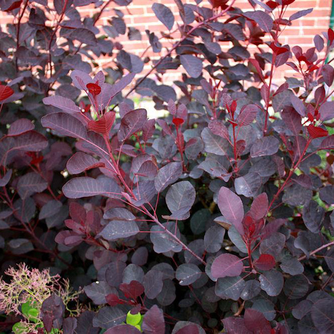 Превью изображения