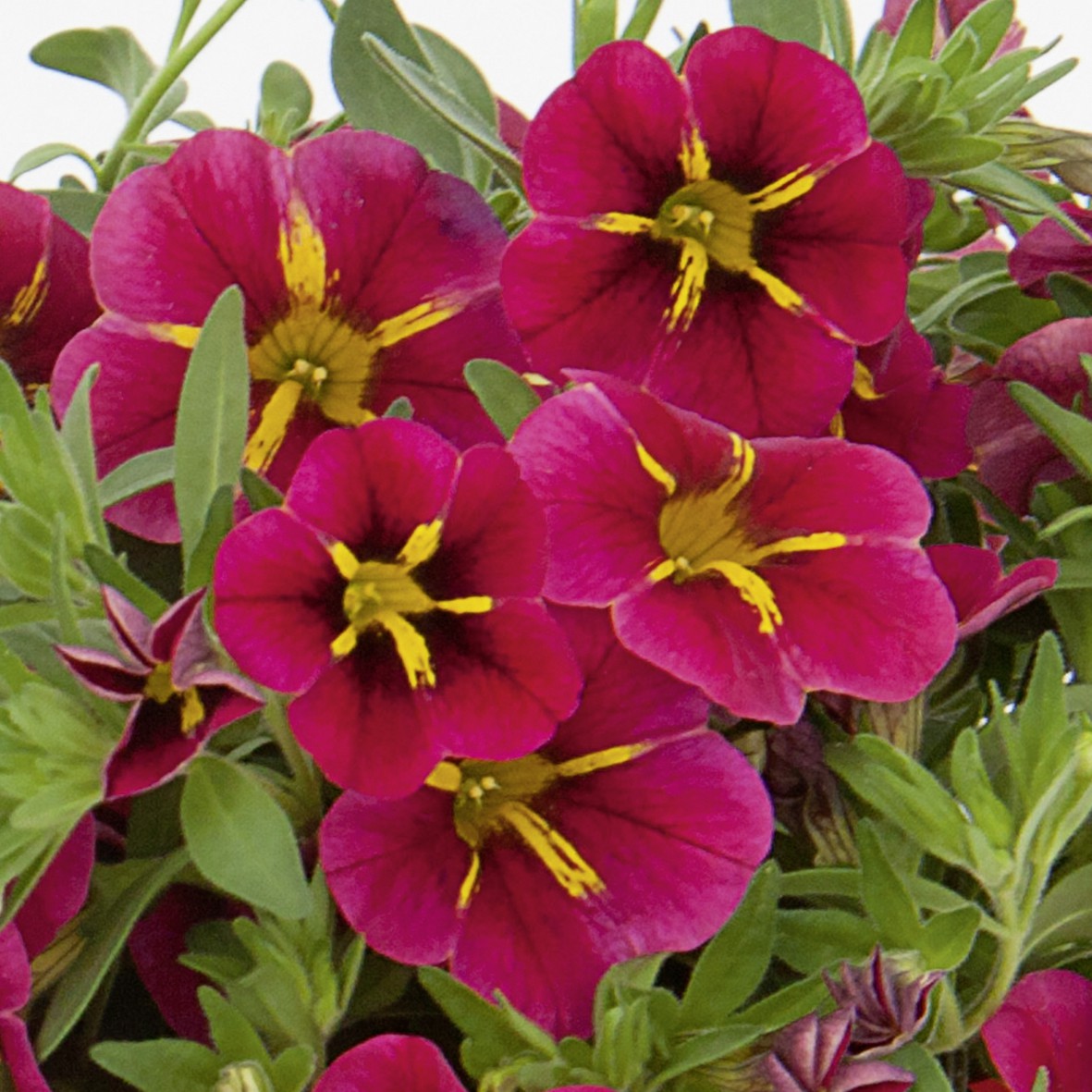 Превью изображения