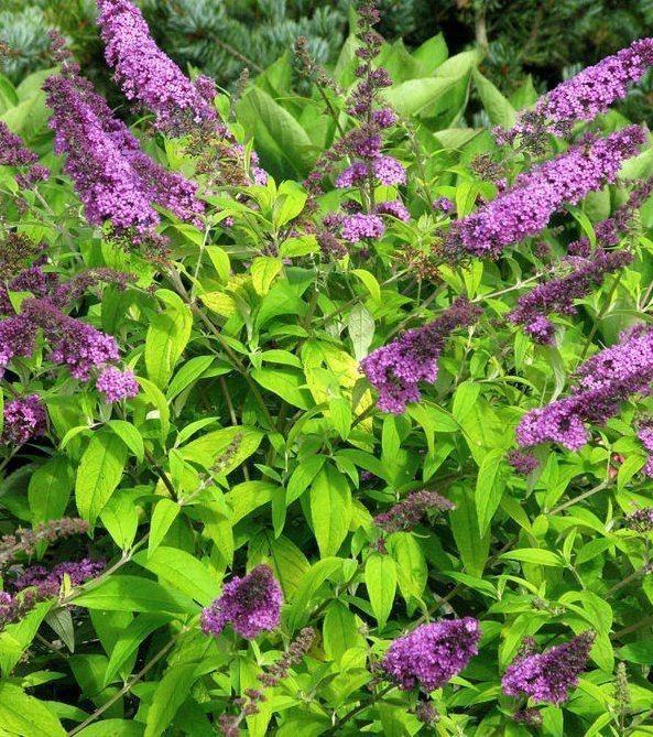 Превью изображения