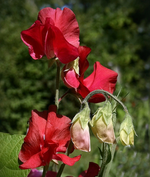 Превью изображения