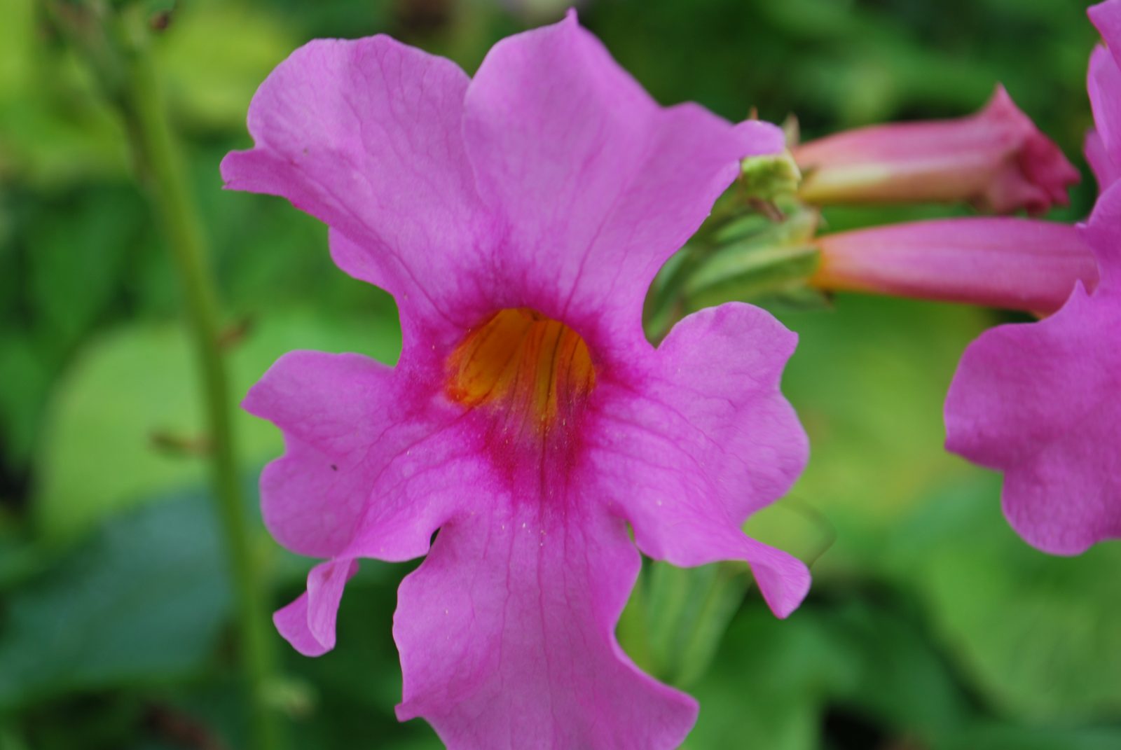 Превью изображения