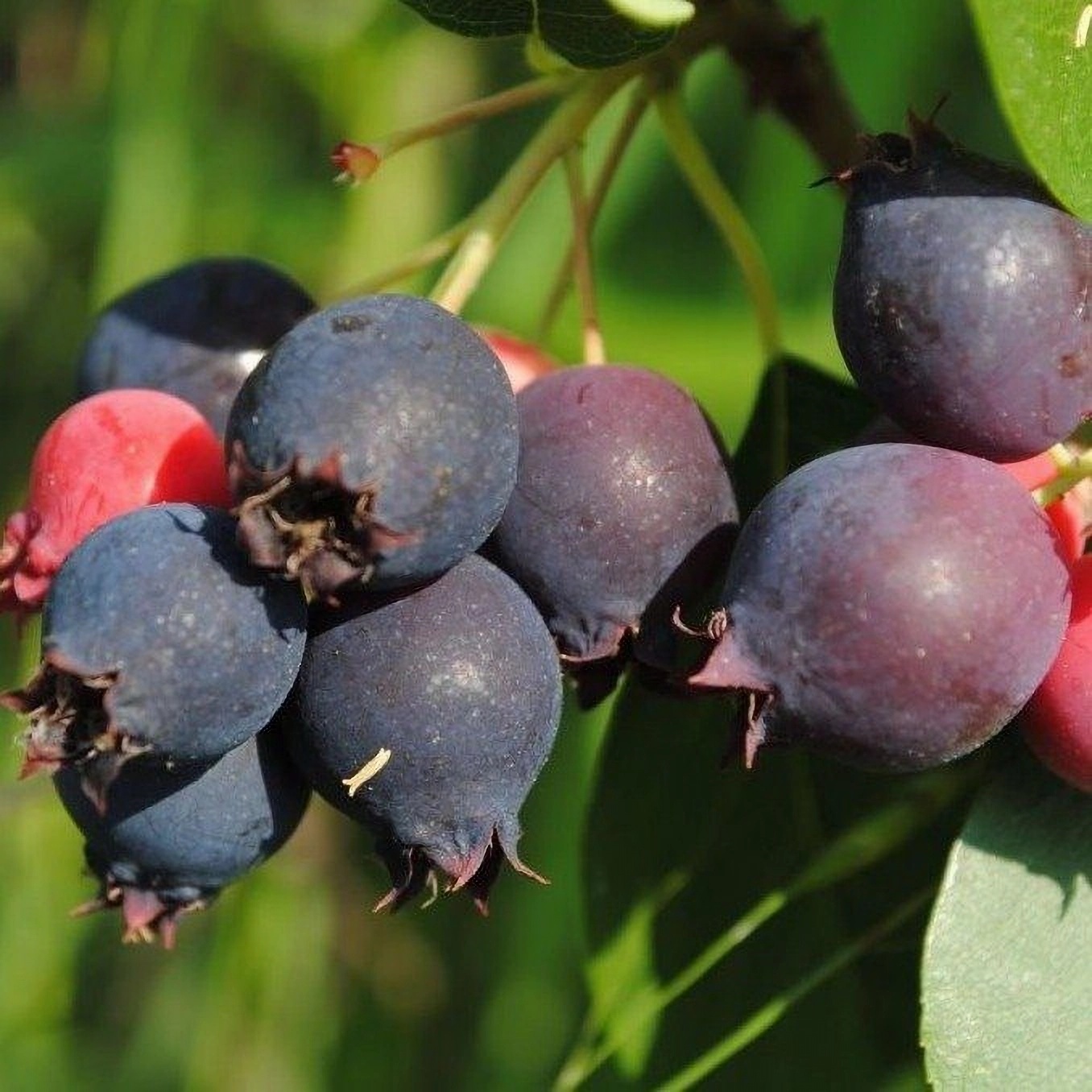 Превью изображения