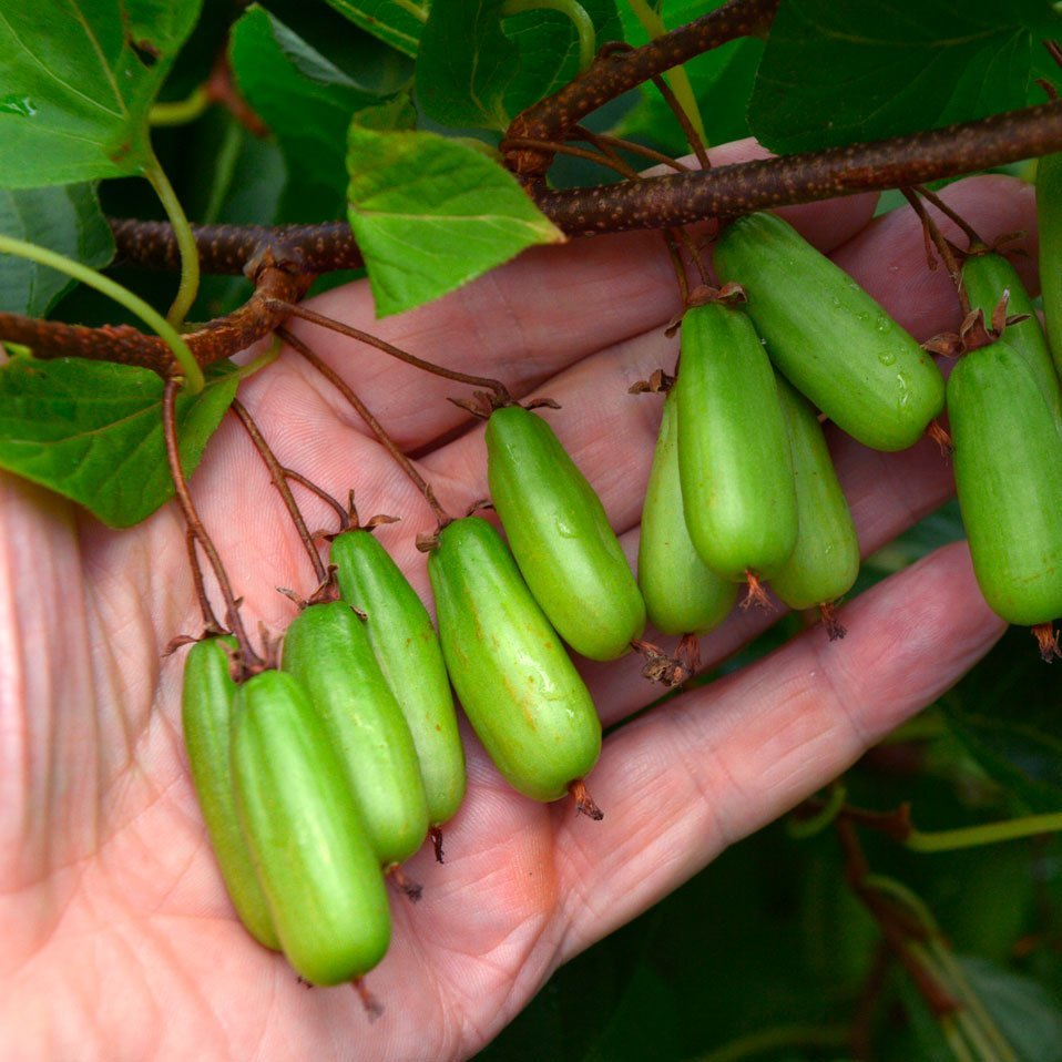 Превью изображения