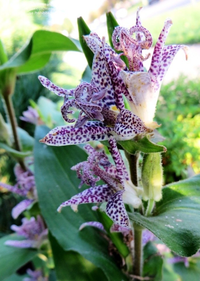 Превью изображения