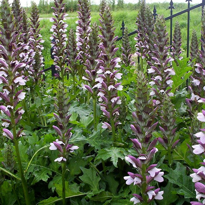 Превью изображения