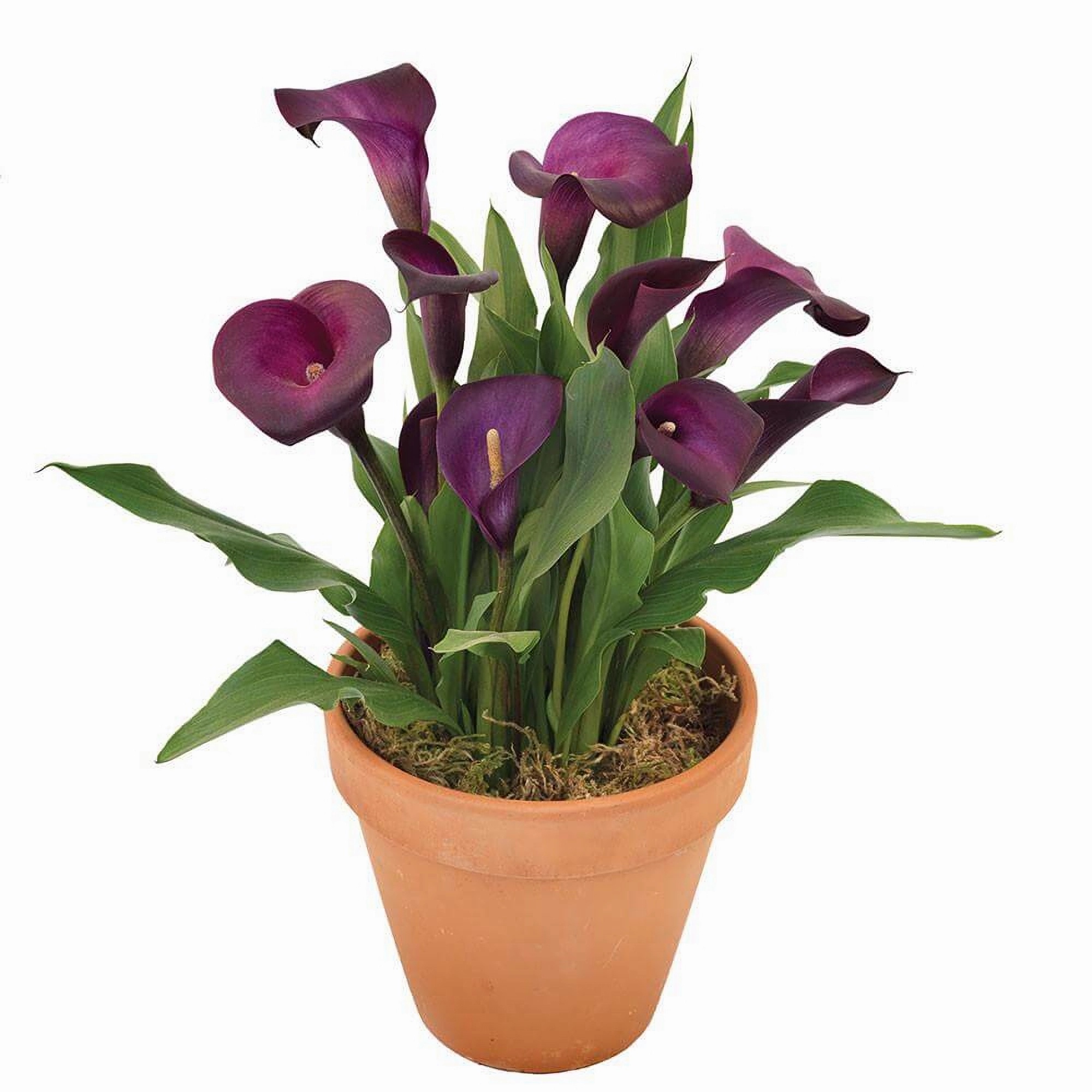 Превью изображения