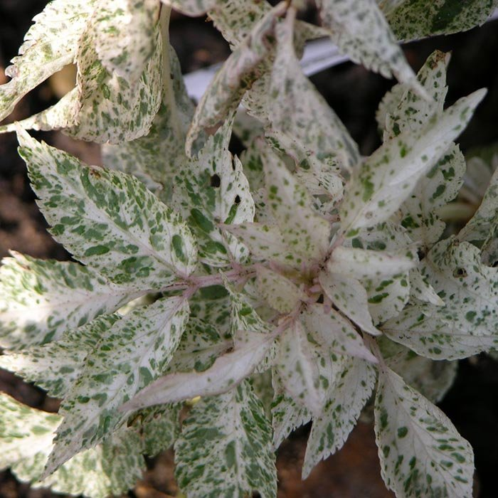 Превью изображения