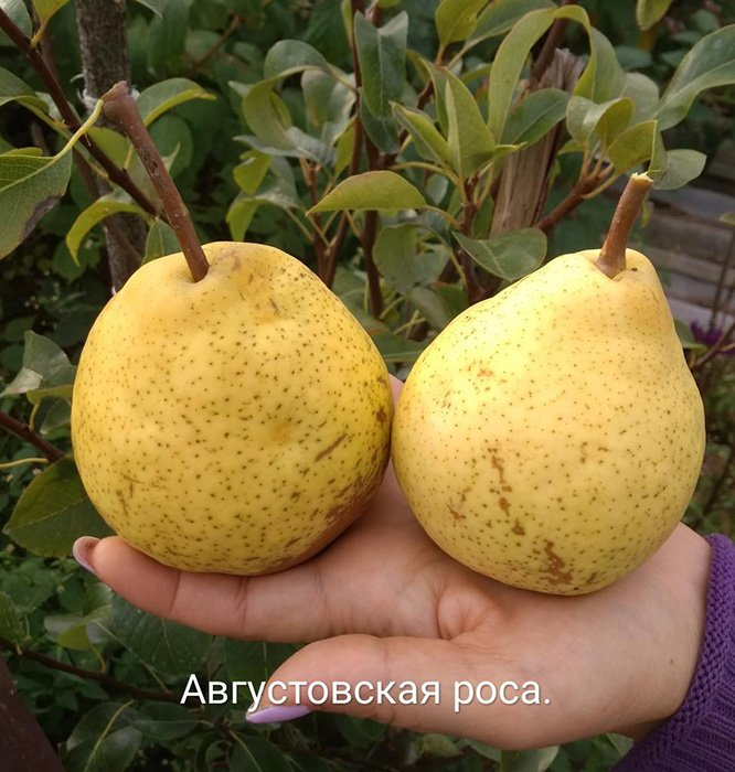 Превью изображения