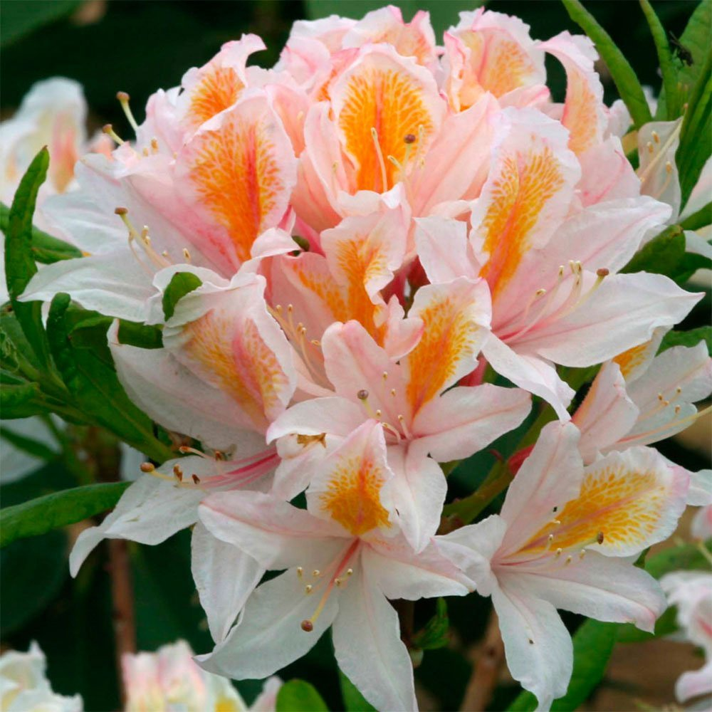 Превью изображения