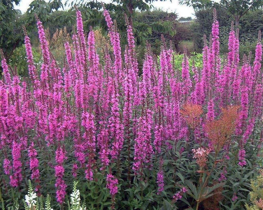 Превью изображения