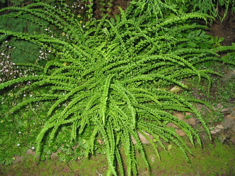 Превью изображения