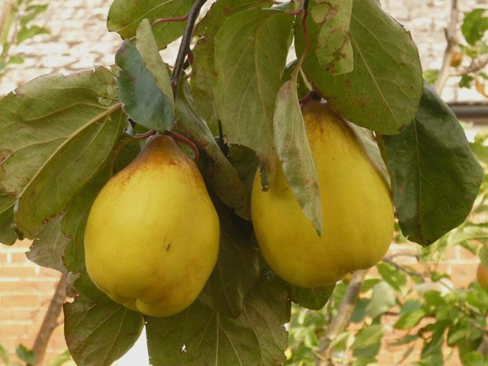 Превью изображения