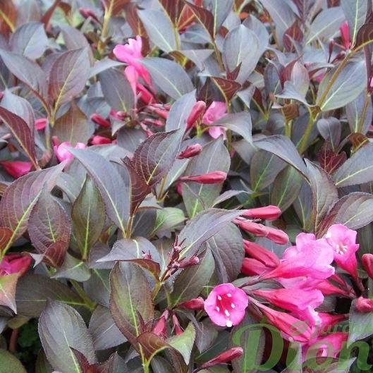 Превью изображения