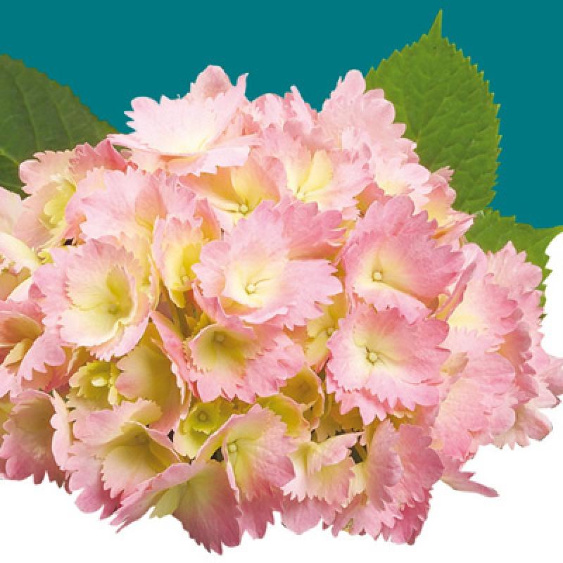 Превью изображения