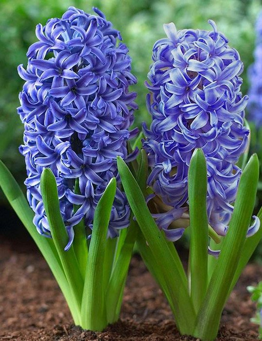 Превью изображения