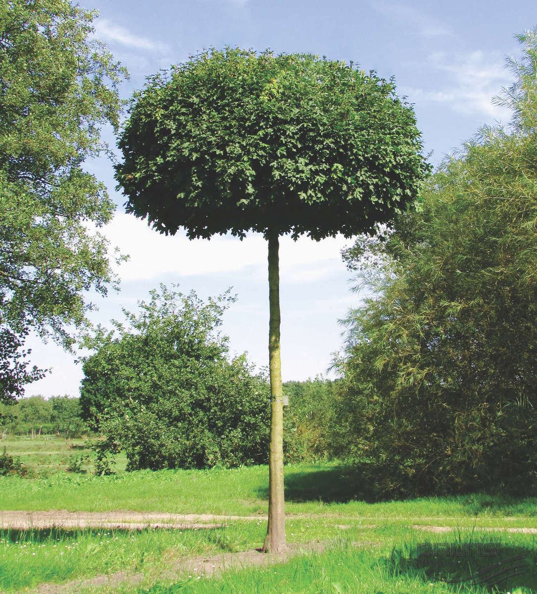 Превью изображения