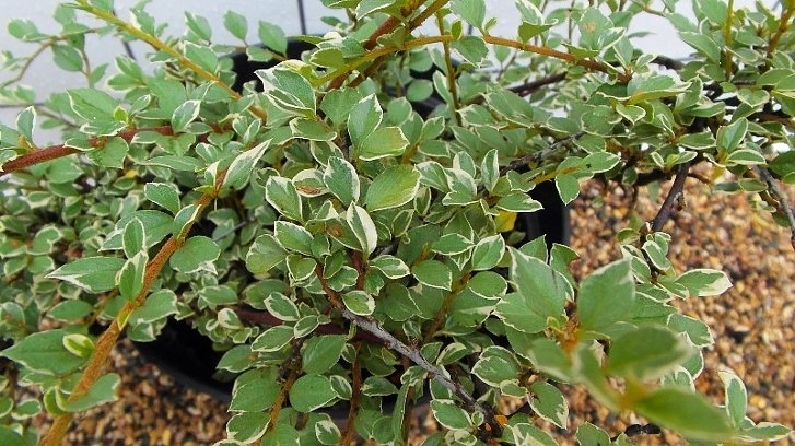 Превью изображения