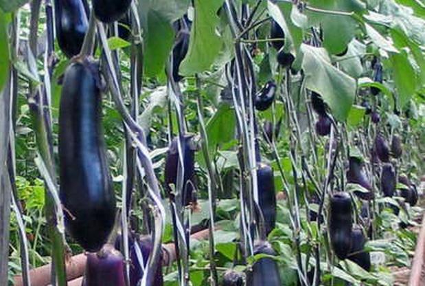 Превью изображения