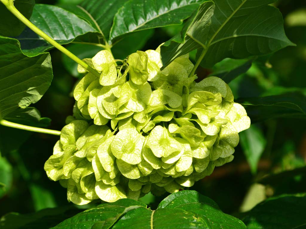 Превью изображения