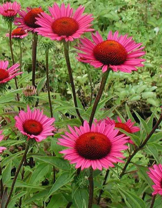 Превью изображения