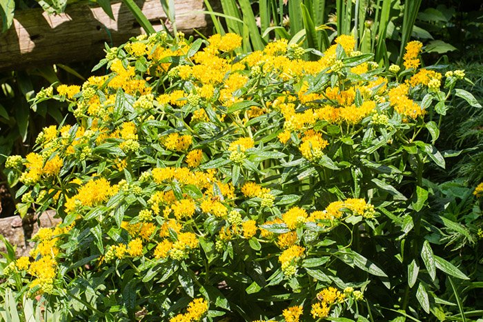 Превью изображения