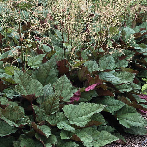 Превью изображения