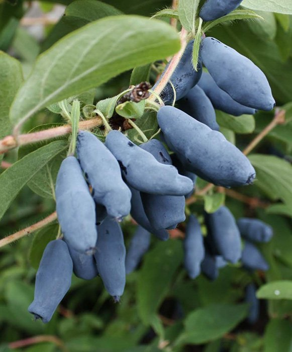 Превью изображения