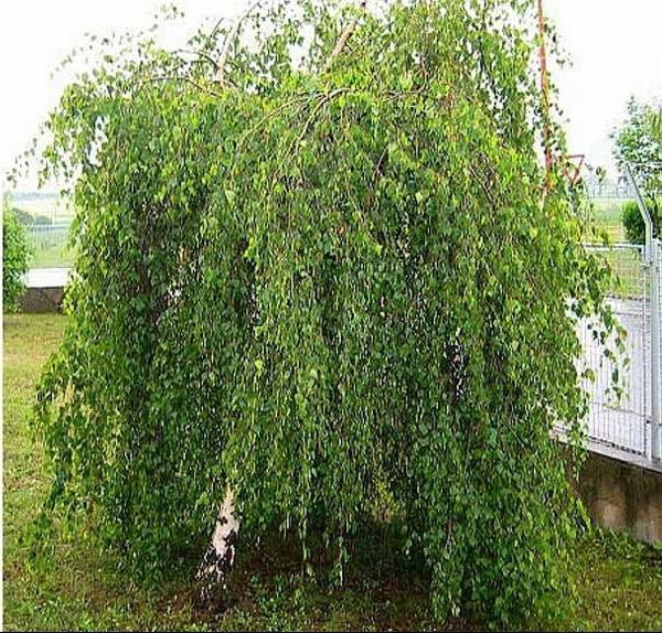 Превью изображения