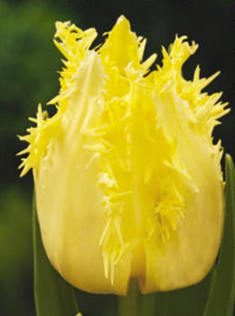 Превью изображения