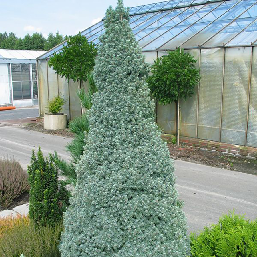 Превью изображения