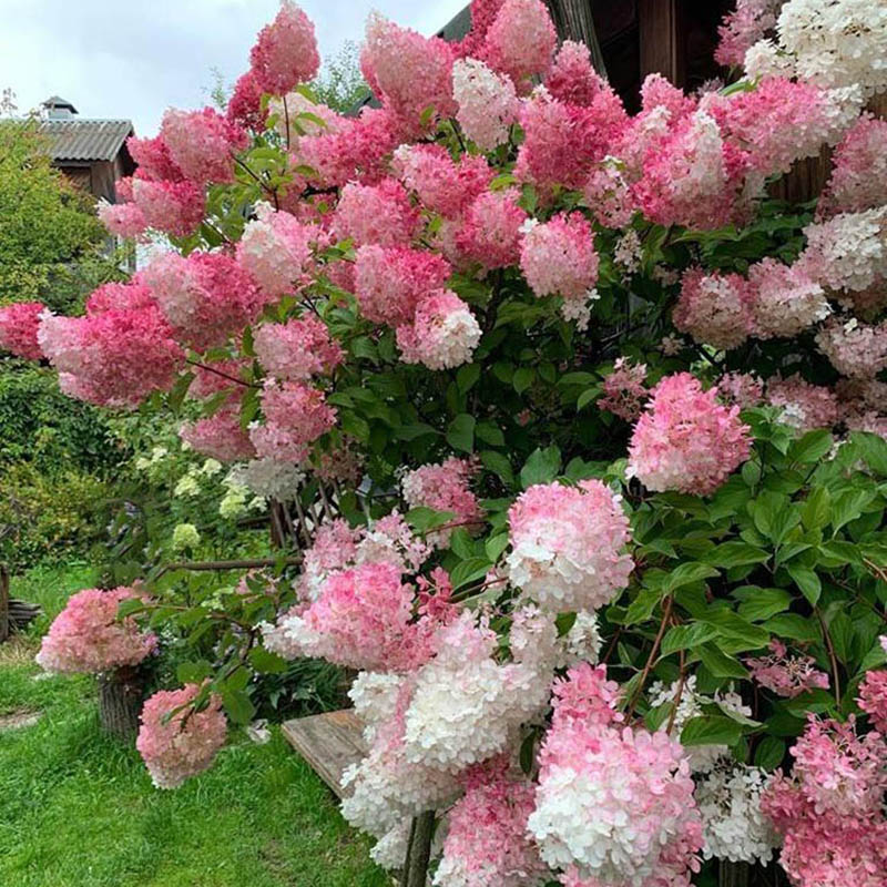 Превью изображения