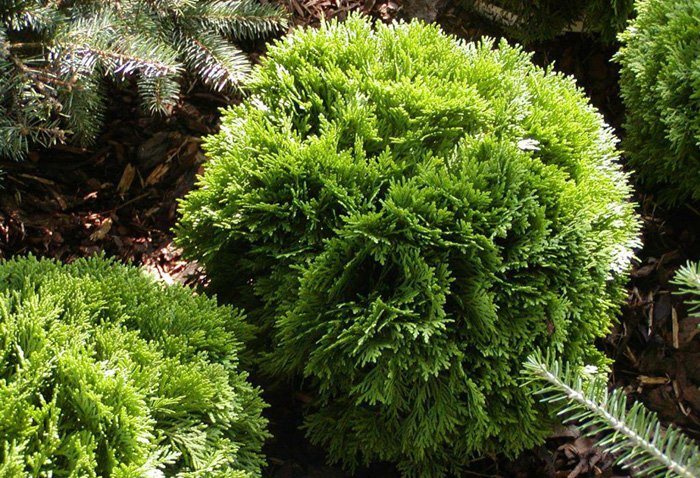 Превью изображения