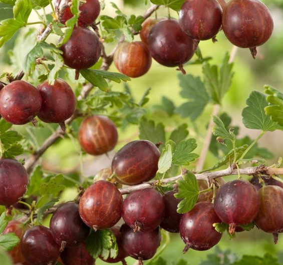 Превью изображения