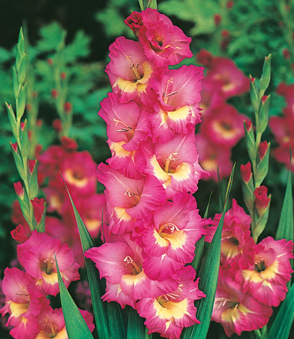 Превью изображения