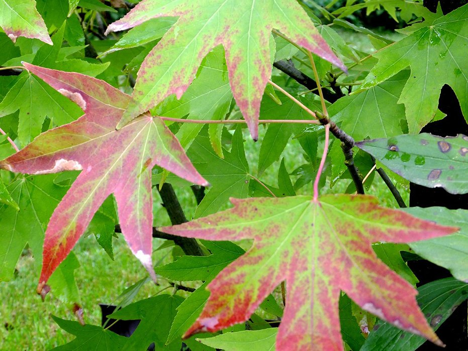 Превью изображения