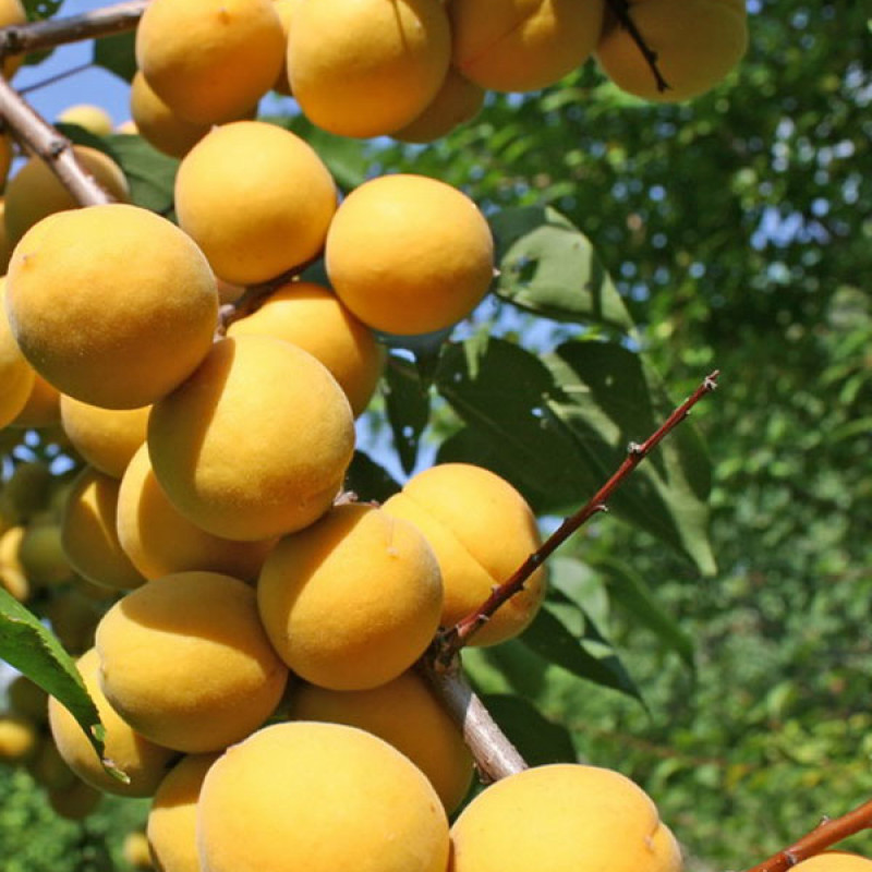 Превью изображения