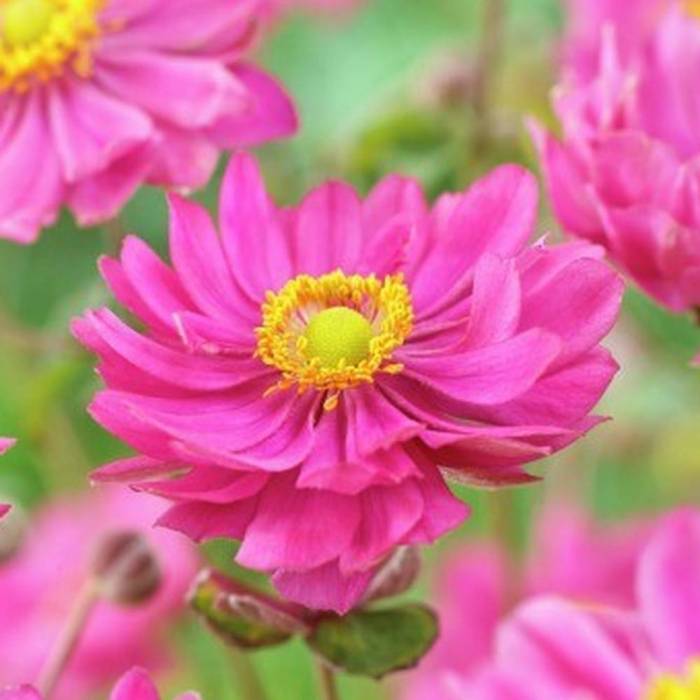 Превью изображения