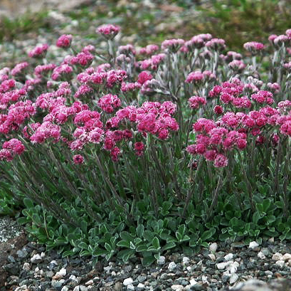 Превью изображения