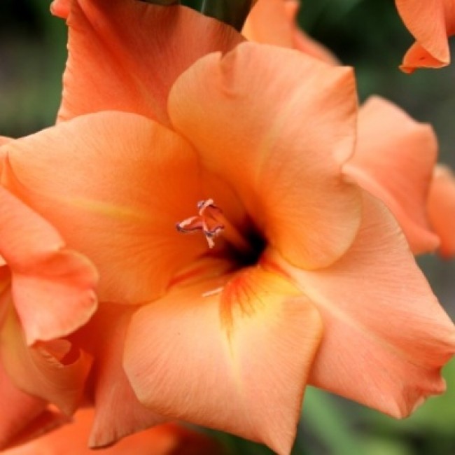 Превью изображения