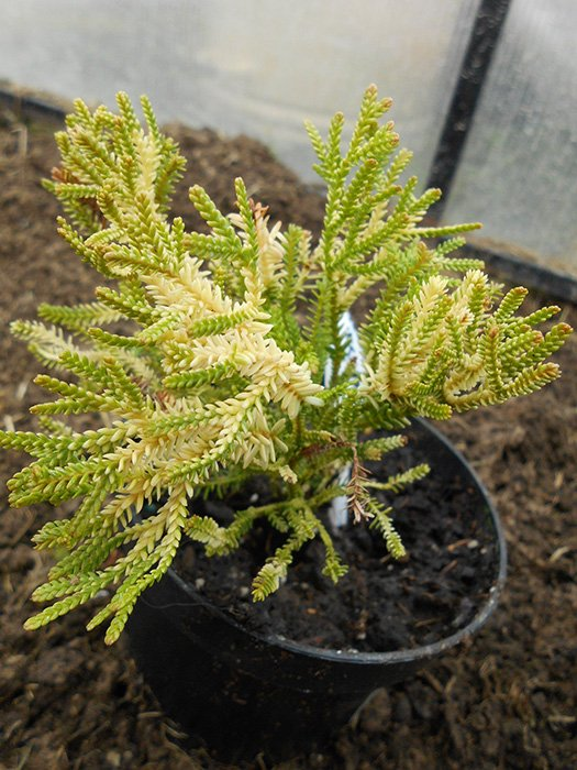 Превью изображения