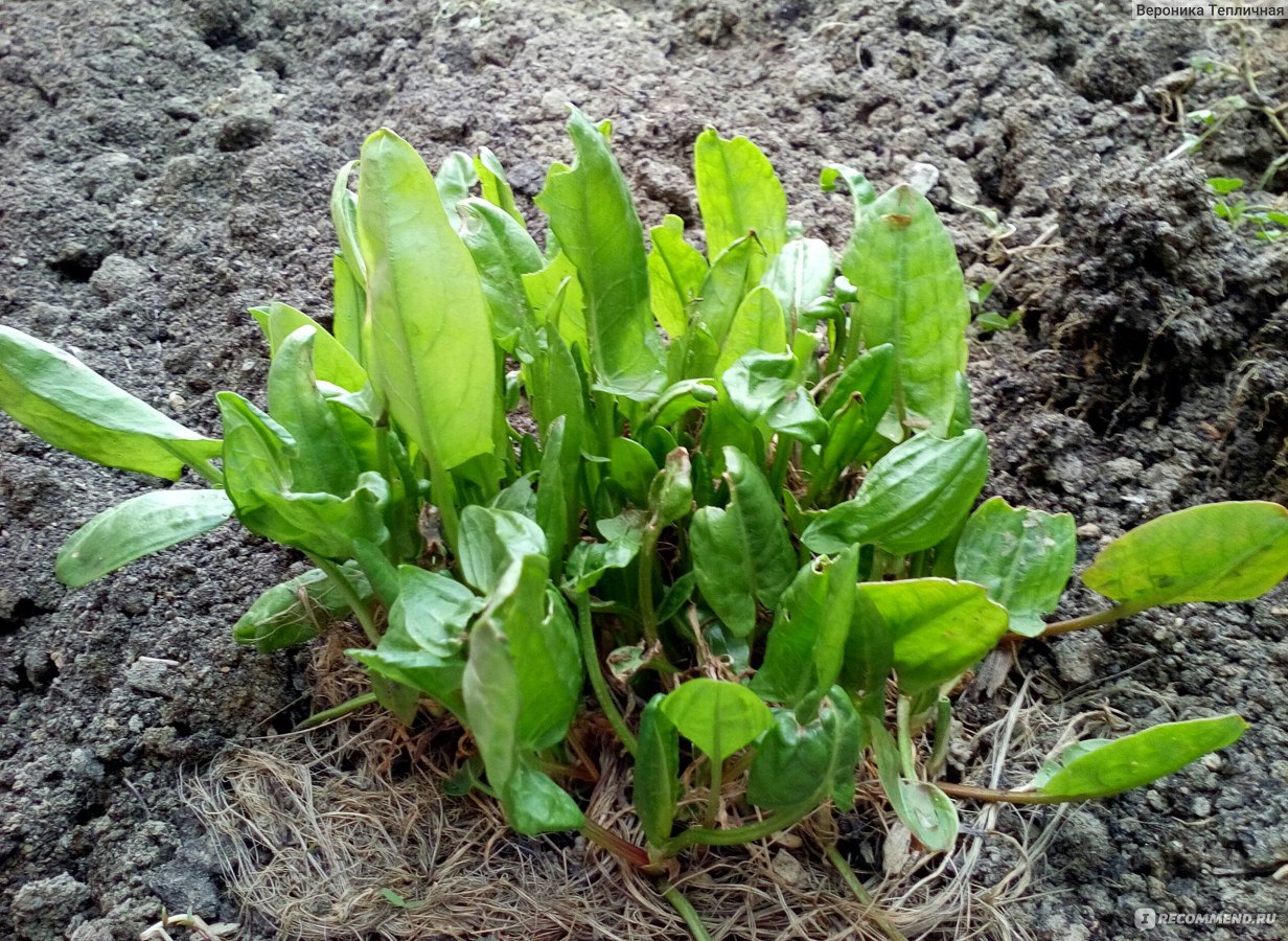 Превью изображения