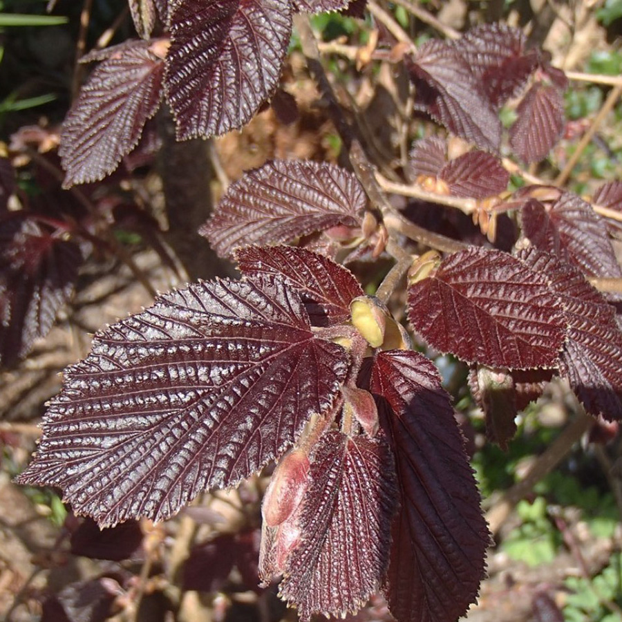 Превью изображения